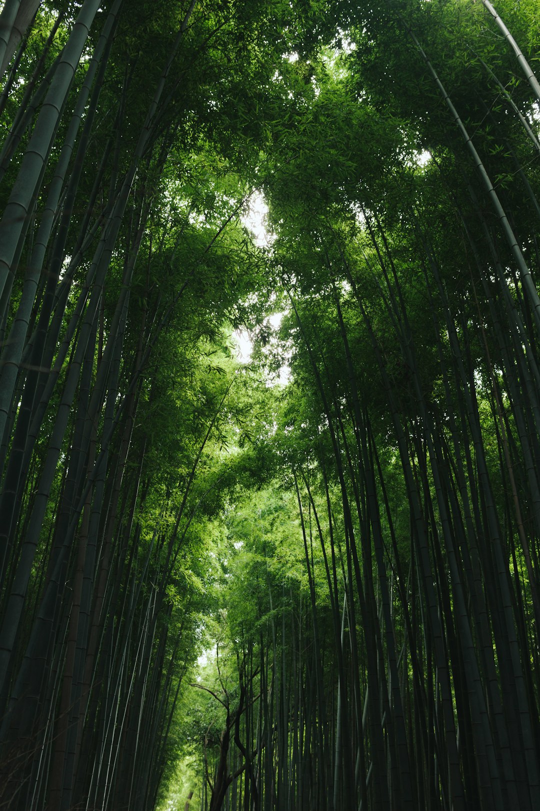 Walking path through Arashiyama bamboo grove in Kyoto