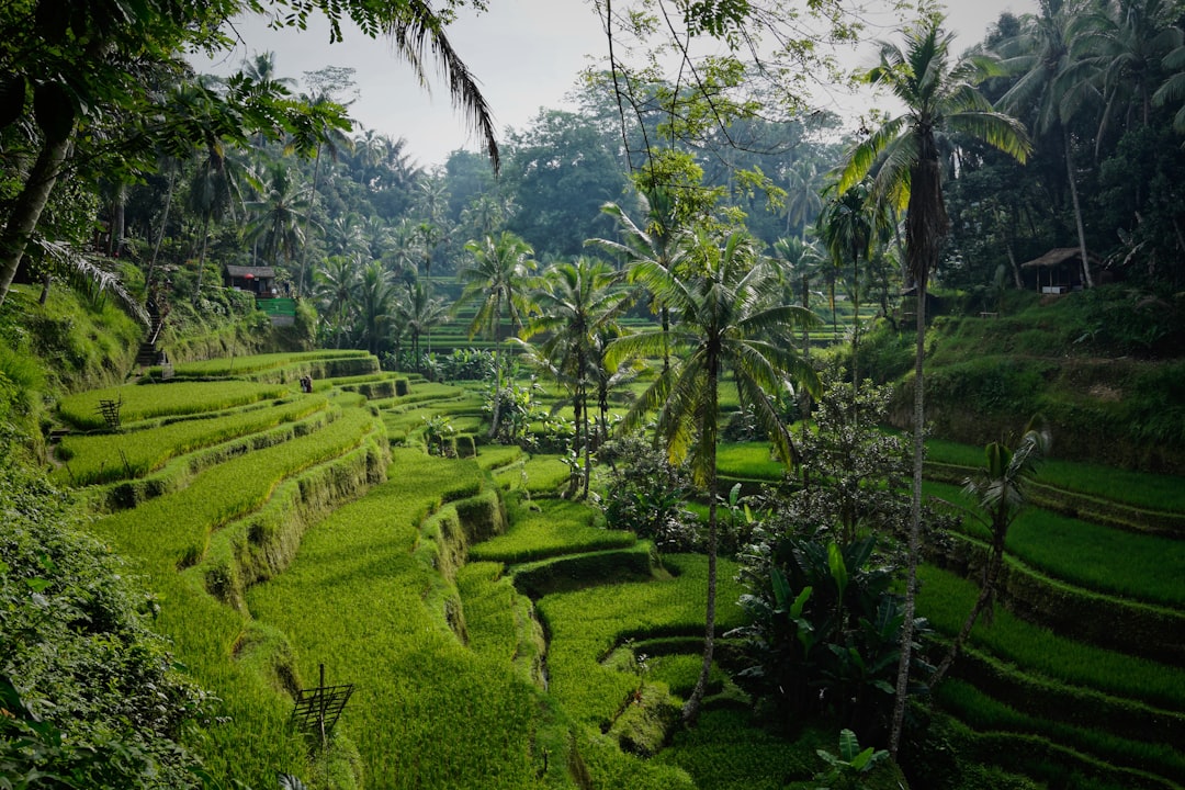 Lush green rice terraces in Bali Indonesia