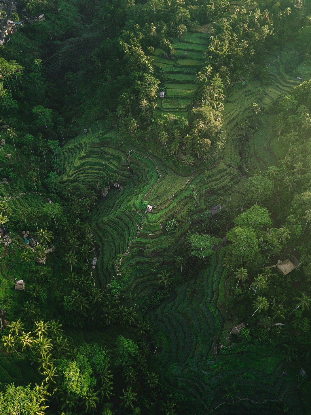 Bali rice terraces lush green tropical landscape