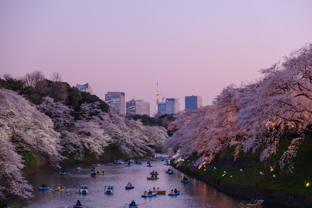 Cherry blossom trees in full bloom in Tokyo park