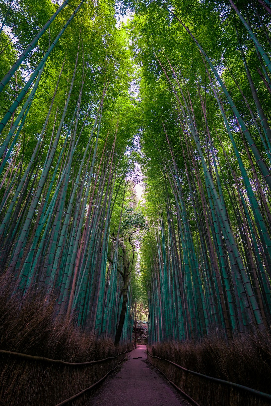 Kyoto bamboo forest path in morning light
