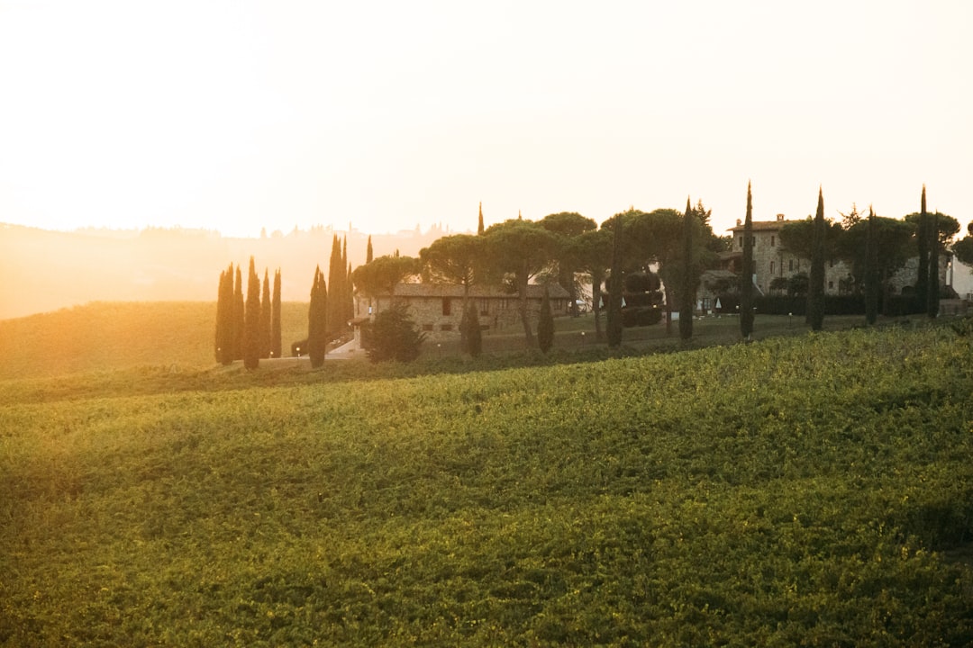 Sunset over a green field and buildings with cypress trees.